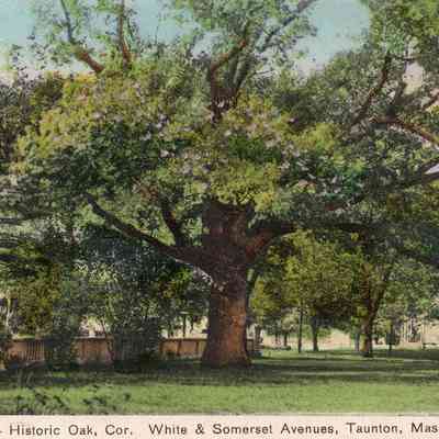 Taunton - Somerset Avenue - Historic Oak