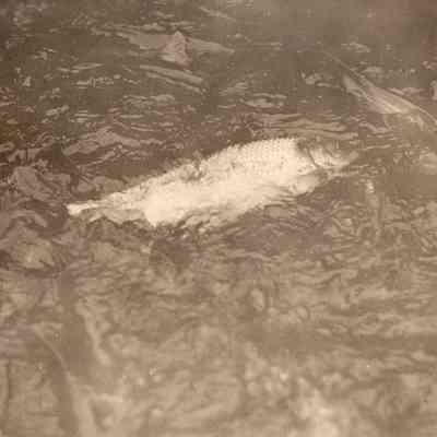 Taunton River Herring