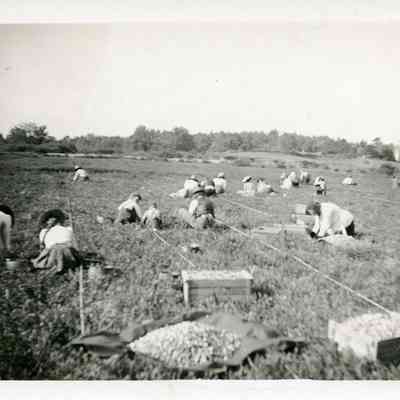 Middleboro - Joesph Church's Cranberry Bog