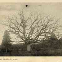 Dighton - Council Oak