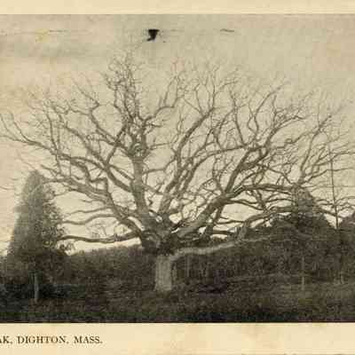 Dighton - Council Oak