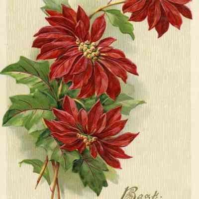Best Christmas Wishes