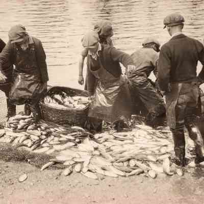 Taunton River Herring