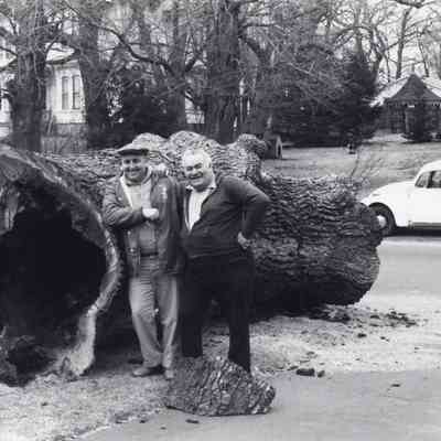 Taunton - Somerset Avenue - King Philip Oak - 1983