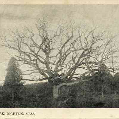 Dighton - Council Oak