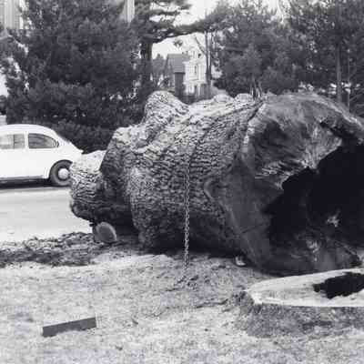 Taunton - Somerset Avenue - King Philip Oak - 1983 (2)