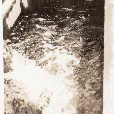 Taunton River - Herring