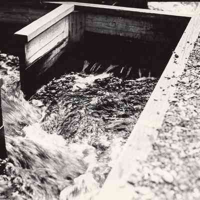 Taunton River - Herring