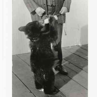 Teddy