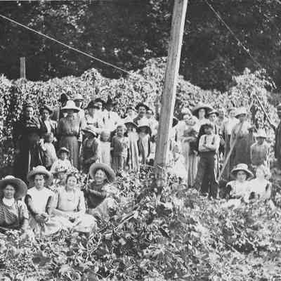 Photograph of Pickers in Harper Hop Yards, 1912-1914
