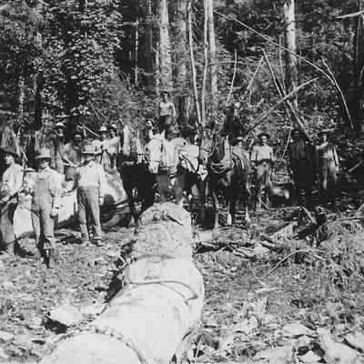 Photograph of barking & sniping prior to yarding