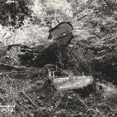 Photograph of Tree Stump, Date Unknown