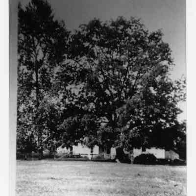 Photograph of the walnut tree on the Brattain-Hadley property, Springfield, 1994-1998