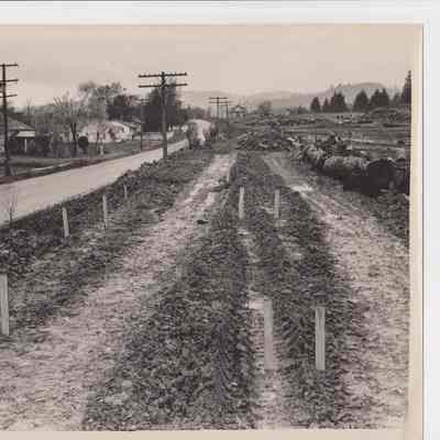 Photograph of cleared area with markers with houses on left with a road