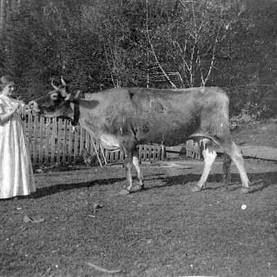 Woman standing, with cow
