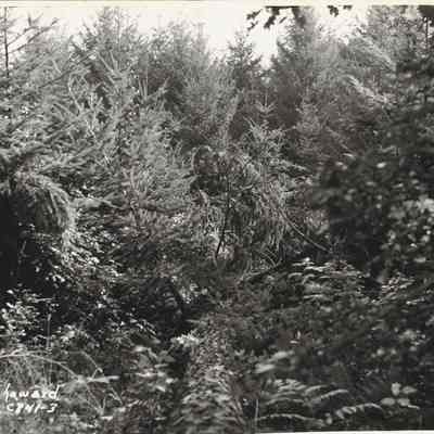 Photograph of Tree in a Bush, Date Unknown