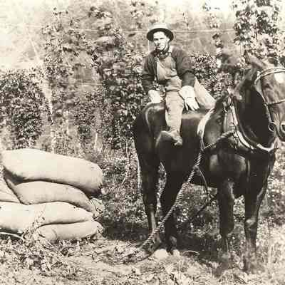 Photograph of Man on Horse in Hops Field, circa 1912