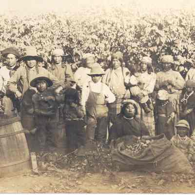 Photograph of a group of Native American workers in a hop field, 1913