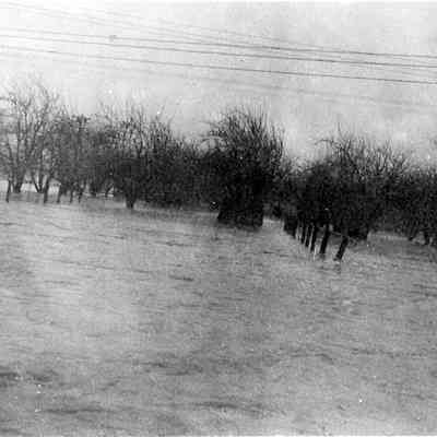 Photograph of the 1927 Flood, Mitchell's Cherry Orchard, Springfield, Oregon