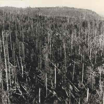 Photograph of Cut Over Hillside, Date Unknown