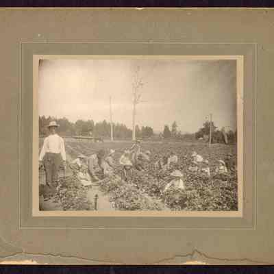 Harvest: Strawberry pickers harvesting strawberries, date unknown