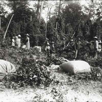 Hop Pickers