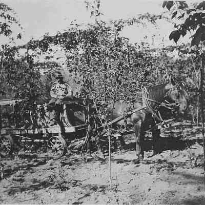 Photograph of spraying at hop yards near Dorris Ranch, S. 2nd St. 1916.
