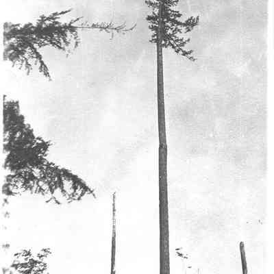 Photograph of spar pole, tree being trimmed