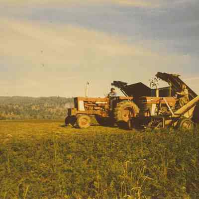 Photograph of Harvesting at Seavey Farm, 1996
