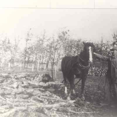 Photograph of horse in a field with an unknown man