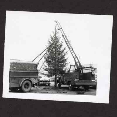 Photograph of 2 Trucks working on a large Pine tree, Date and Location Unknown
