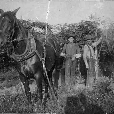 Photograph of Spraying the Hop Fields, featuring Arthur Easton, Jesse Easton, and Edwin Schwering
