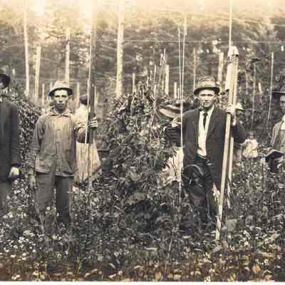 Photograph of four men in Seavey's hop yard, 1913