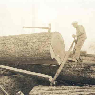 Photograph of bucking logs at Wendling, Oregon, circa 1910-1920