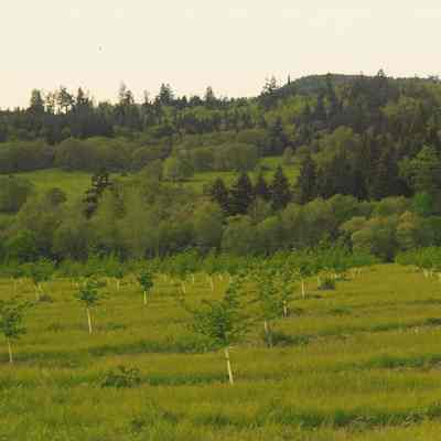 Photograph of a Young Orchard at Seavey Farm, 1996