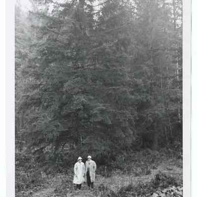 Photograph of the 1960's National Christmas Tree, Oregon's Presentation