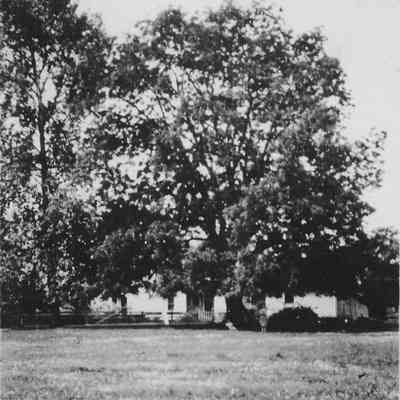 Black Walnut Tree planted by Paul Brattain
