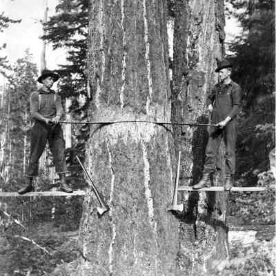 Photograph of Tree Falling, Big Fall Creek; Alec Lewis Camp, circa 1903