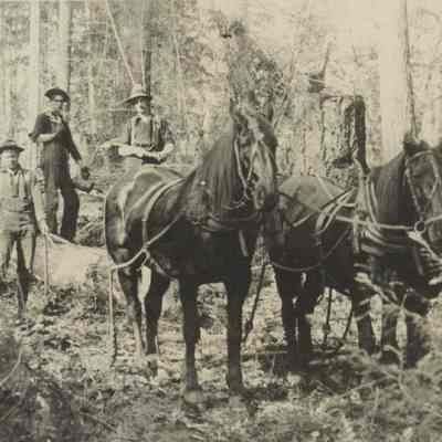 Photograph of horse logging team, Warner Camp, Fall Creek, Oregon, circa 1903 or 1904