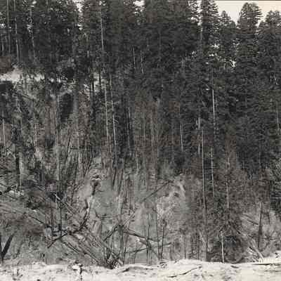 Photograph of a Cutover Slope, Date Unknown
