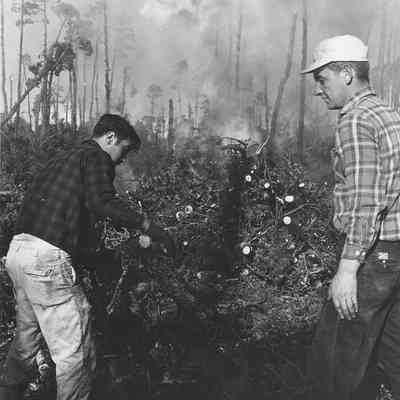 Photograph of Slash Burn Site
