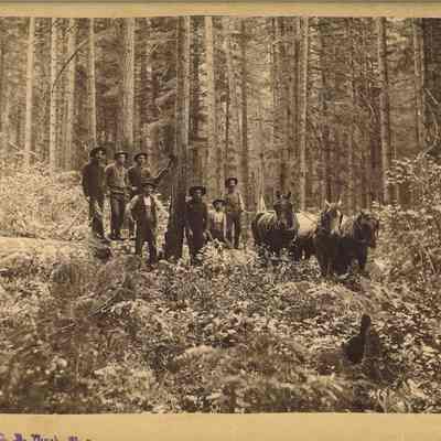 Photograph of a logging crew with three horses, Mabel, Oregon, circa1890-1910