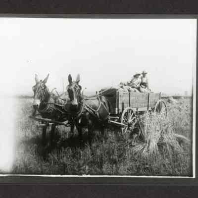Harvesting with Mules on Douglas Farm