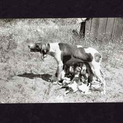 Collection of Photographs from around Springfield, Oregon, across many decades