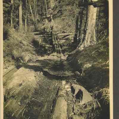 photograph of Pete Malone Log Company at Ilwaco, Washington in 1909