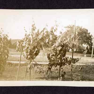Photograph of Grape vineyard, Date unknown
