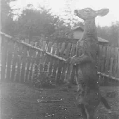 Tame Deer