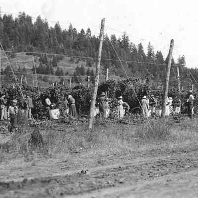 Photograph of crew of hop pickers at work in hop yard