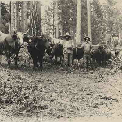 Photograph of men logging with oxen, date unknown