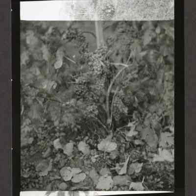 end of roll close up photograph of grapes in a Vineyard, date unknown